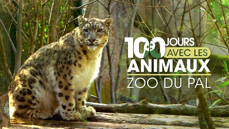 Постер 100 jours avec les animaux du zoo