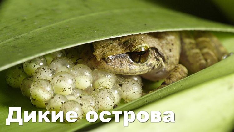 Постер Дикие острова