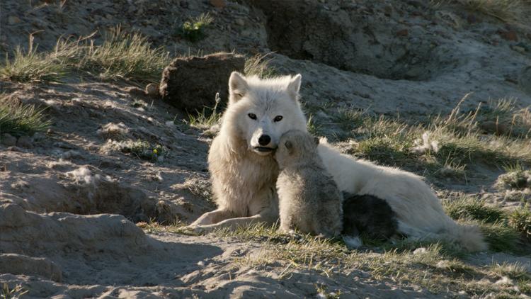 Постер White Wolves: Ghosts of the Arctic