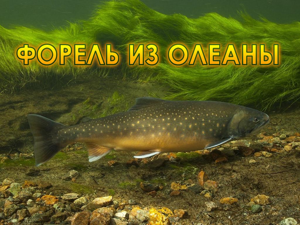Форель из Олеаны (forel-iz-oleany) Документальный фильм