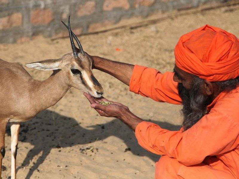 Любопытные животные (ljubopytnye-zhivotnye) Документальный фильм