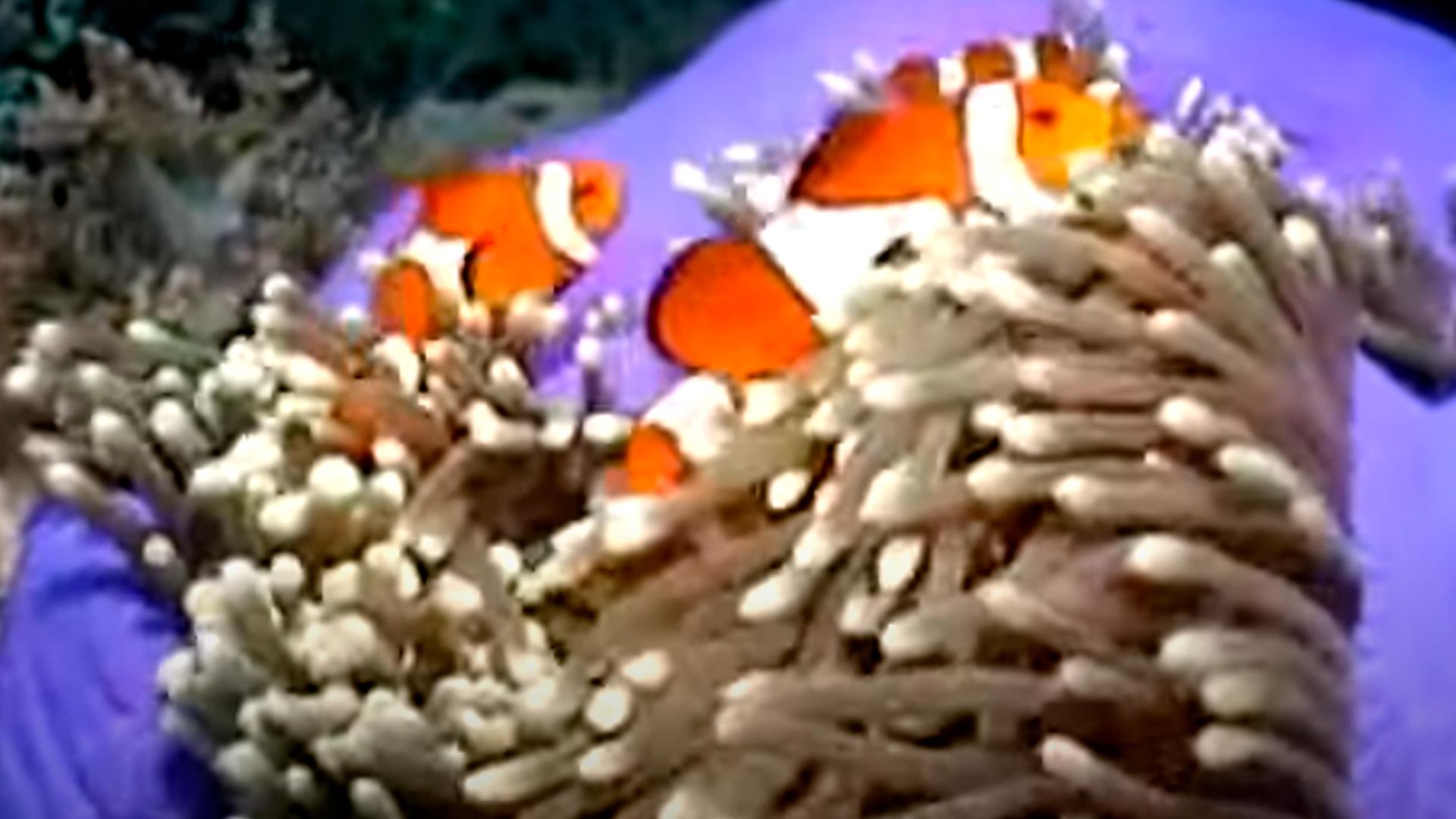 Бог чудес (bog-chudes) Документальный фильм