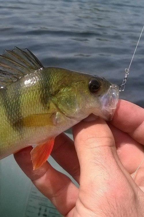 Azura Fishing. У пошуках великого окуня (azura-fishing-u-poshukah-velikogo-okunja) Досуг, хобби