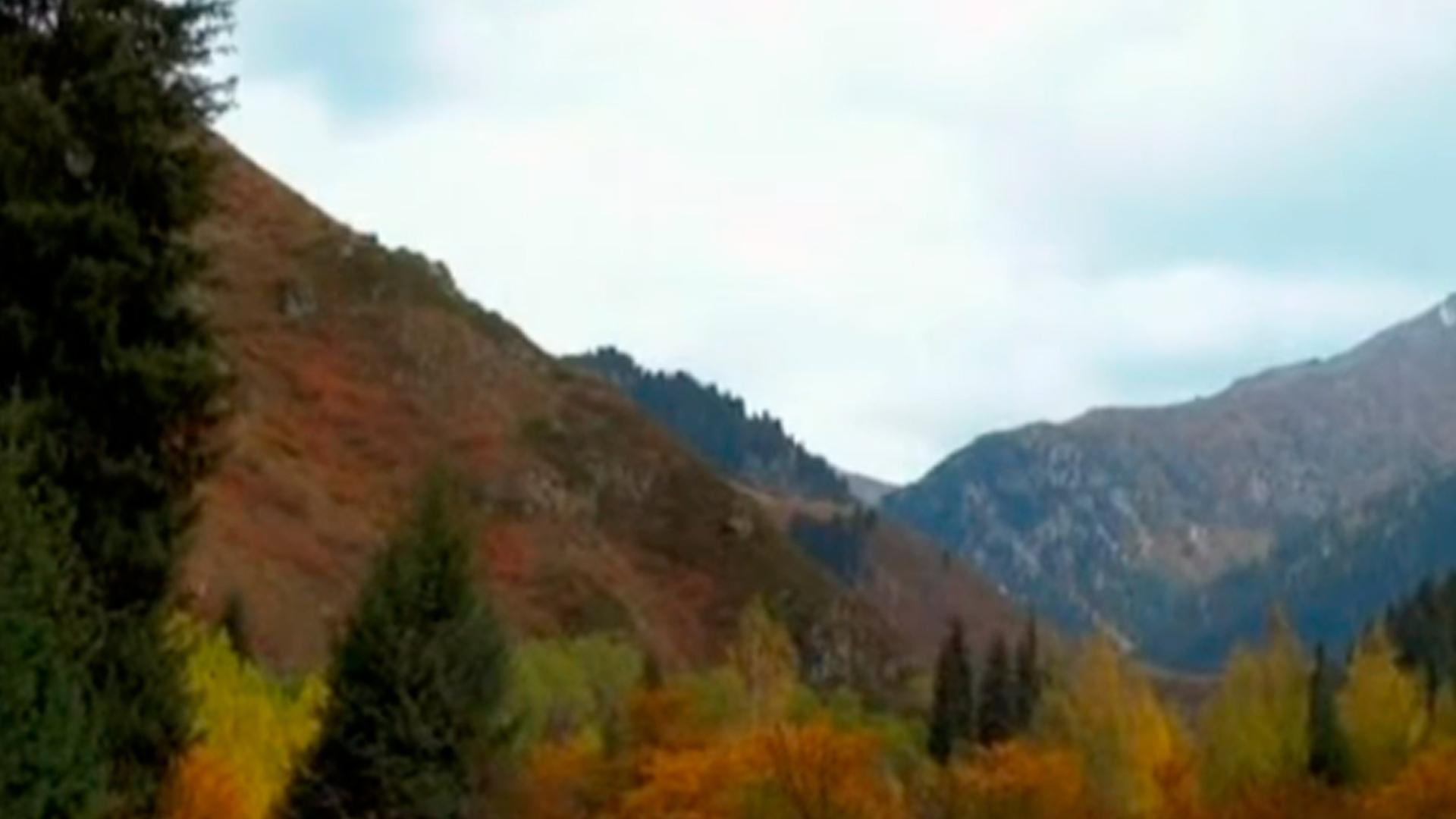 В царстве дикой природы (v-tsarstve-dikoj-prirody) Познавательное