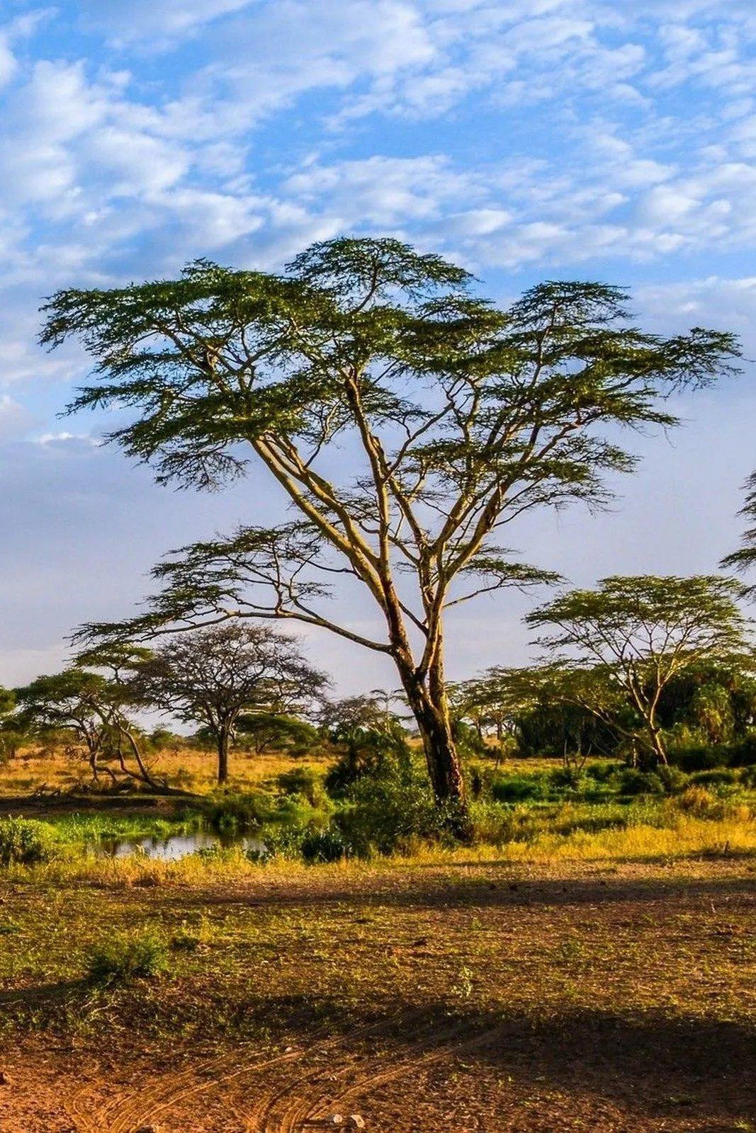 Sălbăticia Africii (slbticia-africii) Познавательное