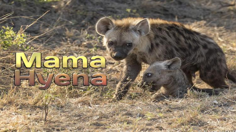 Постер Mama Hyena