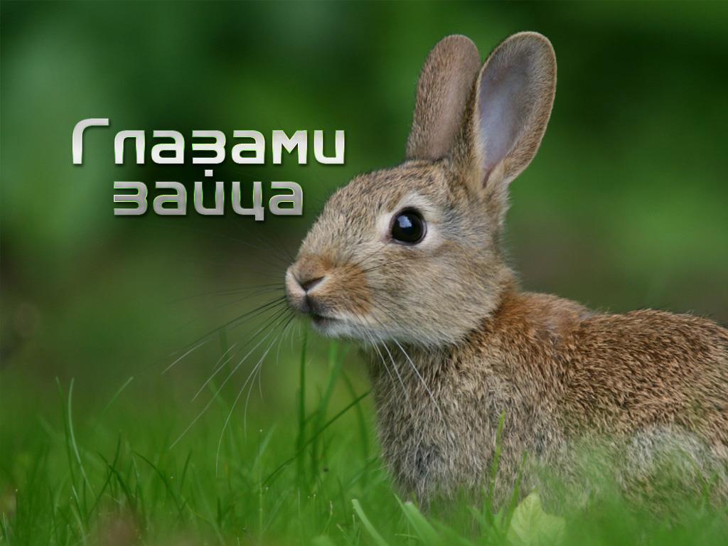 Глазами зайца (glazami-zajtsa) Документальный фильм