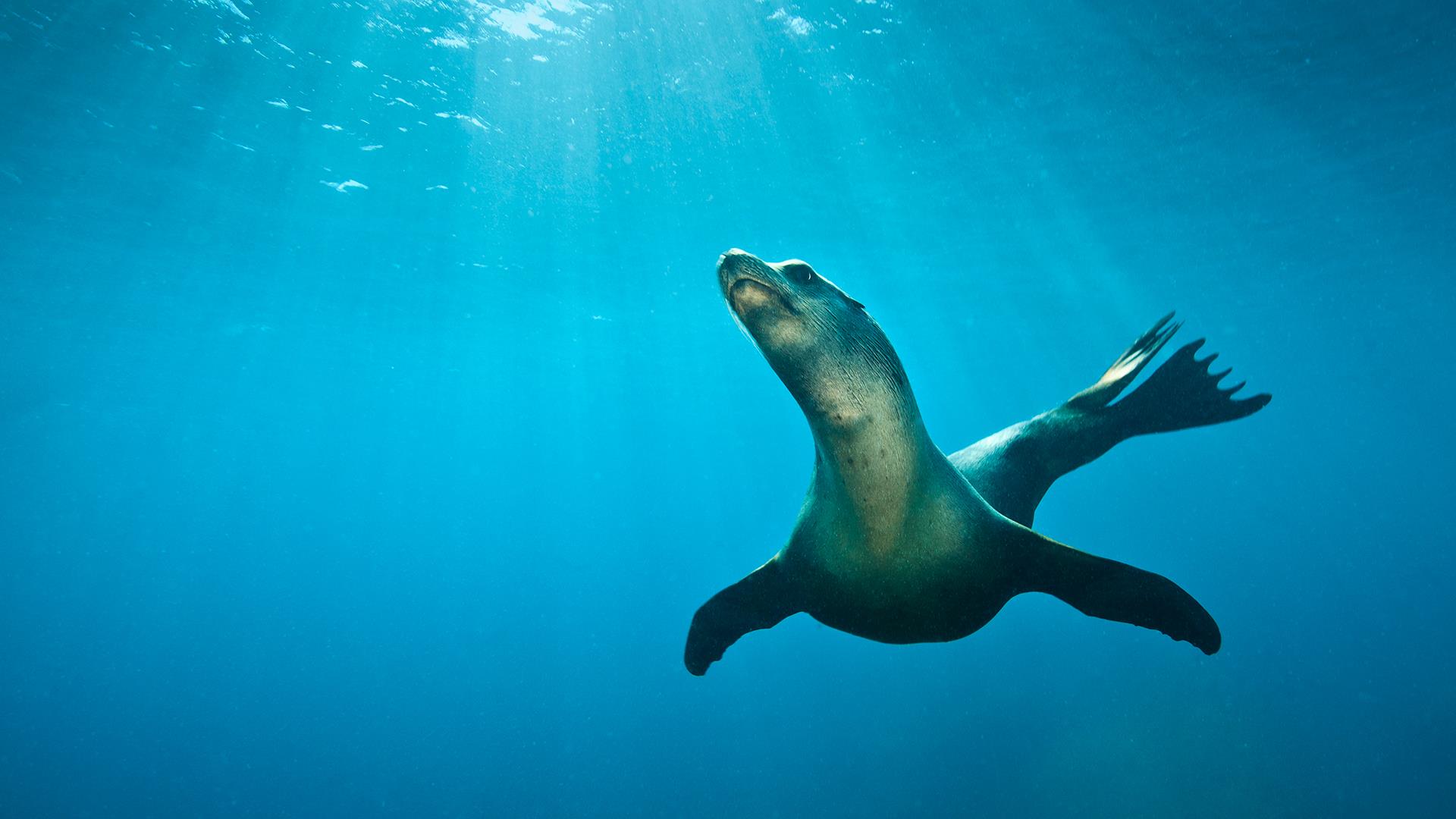 Глубокое синее море (glubokoe-sinee-more) Документальный сериал