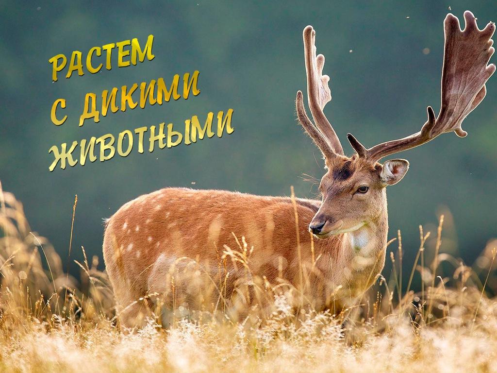 Растем с дикими животными (rastem-s-dikimi-zhivotnymi) Познавательное