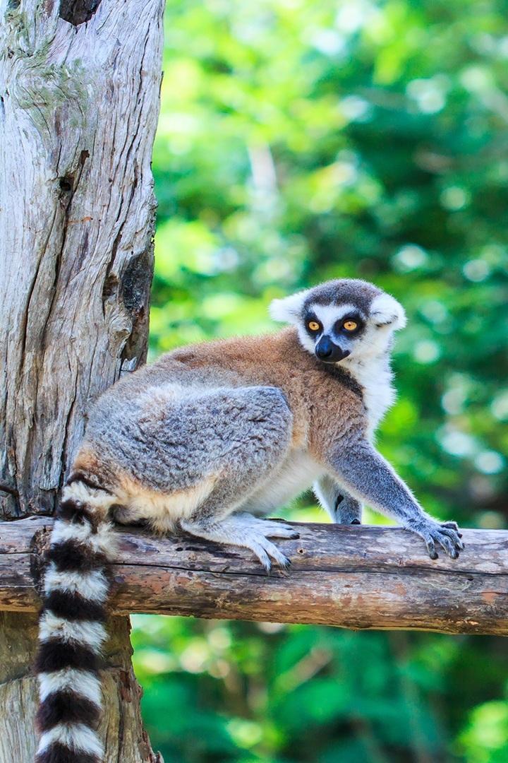 Увидеть Мадагаскар (uvidet-madagaskar) Документальный фильм