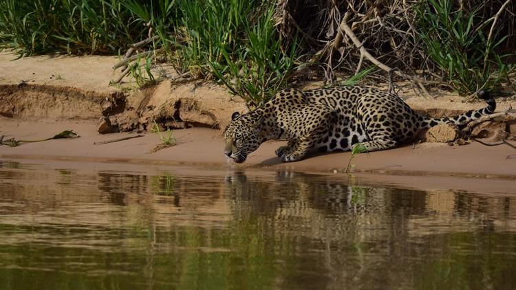 Постер Tierra de jaguares