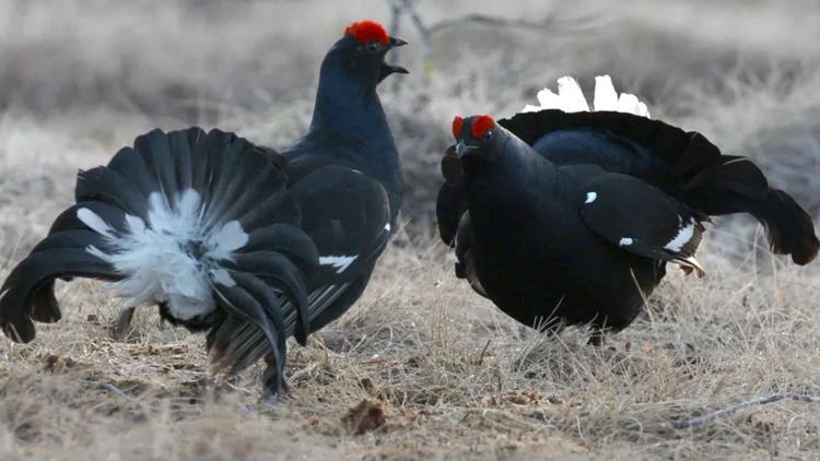 Постер Tétras lyre: L'oiseau danseur des marais