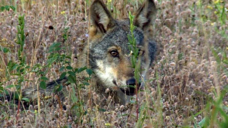 Постер Familie Wolf