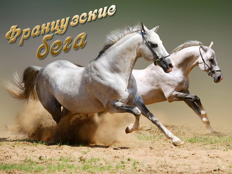Французские бега (frantsuzskie-bega) Документальный сериал