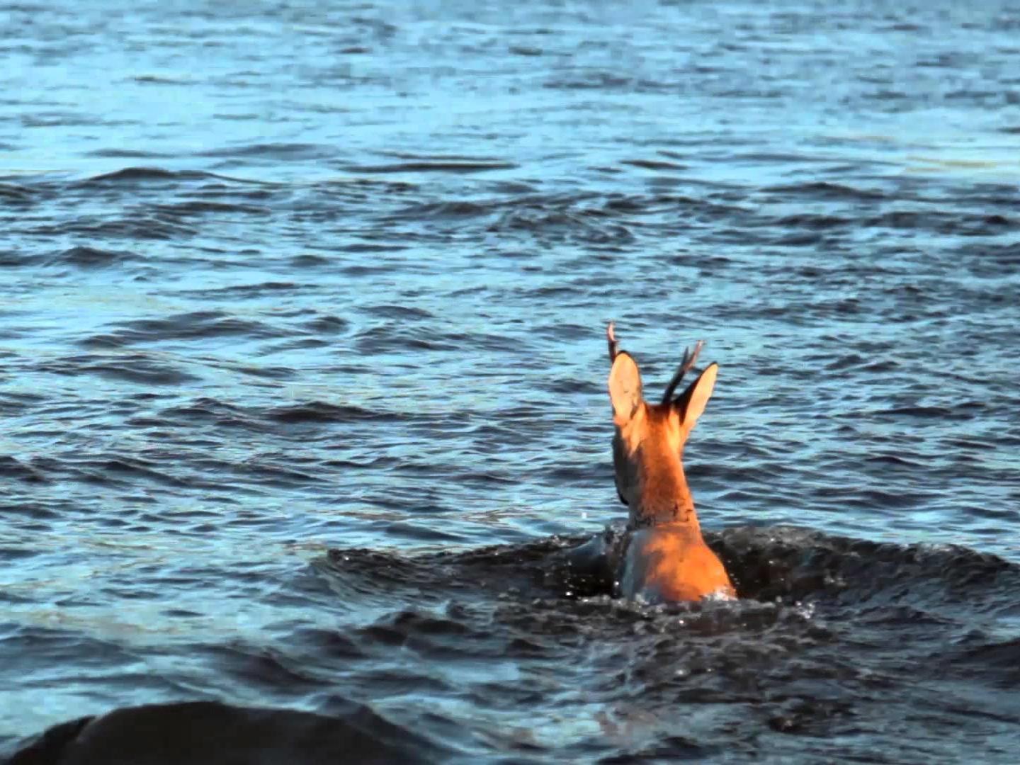 Алдан. Три недели жизни (aldan-tri-nedeli-zhizni) Документальный фильм