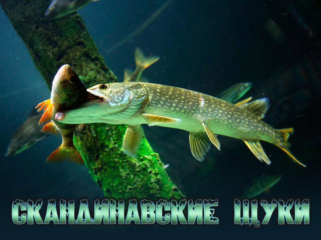 Скандинавские щуки (skandinavskie-schuki) Документальный фильм