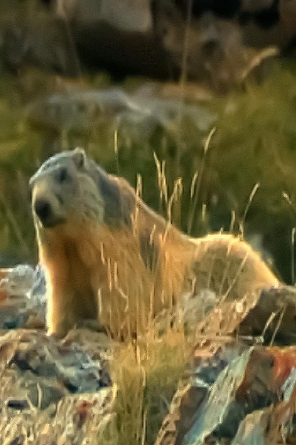 Colores del Pirineo (colores-del-pirineo) Документальный фильм