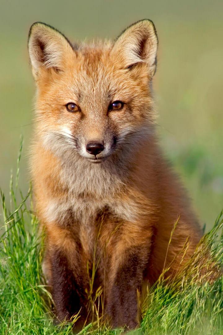 La force des canidés (la-force-des-canids) Документальный фильм