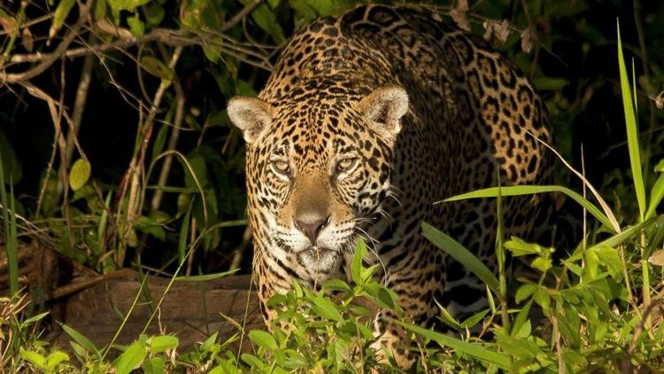 Постер Jaguars en danger