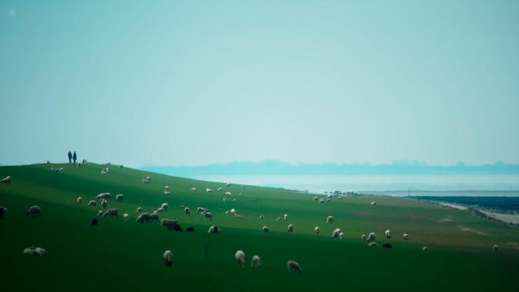 Постер Die Halligen im Wattenmeer