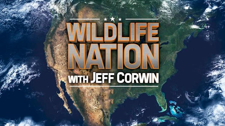 Постер Wildlife Nation with Jeff Corwin