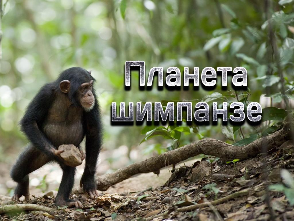 Планета шимпанзе (planeta-shimpanze) Познавательное