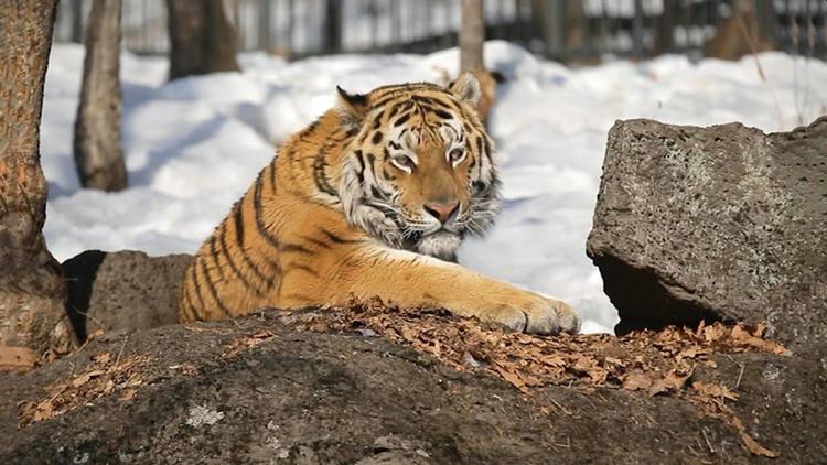 Постер Хищники. Большие и редкие