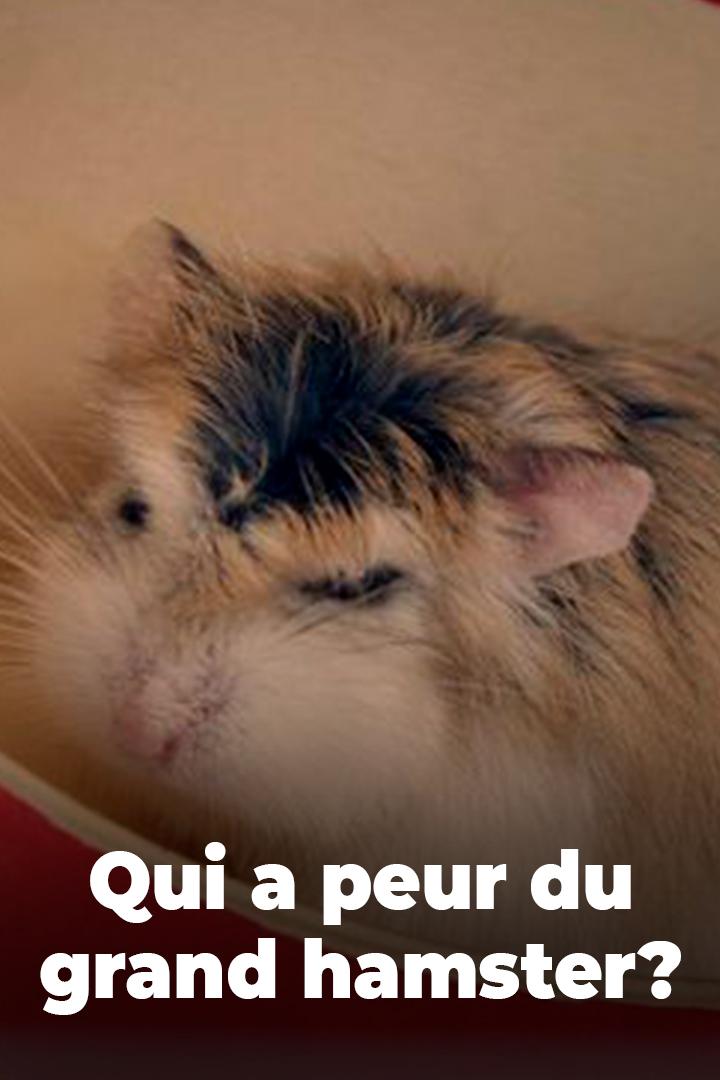 Qui a peur du grand hamster? (qui-a-peur-du-grand-hamster) Документальный фильм