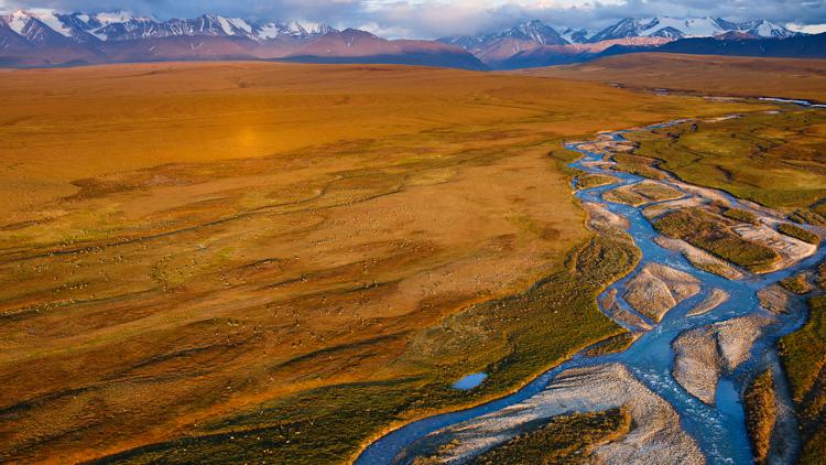 Постер Американская Арктика - заповедные земли под угрозой