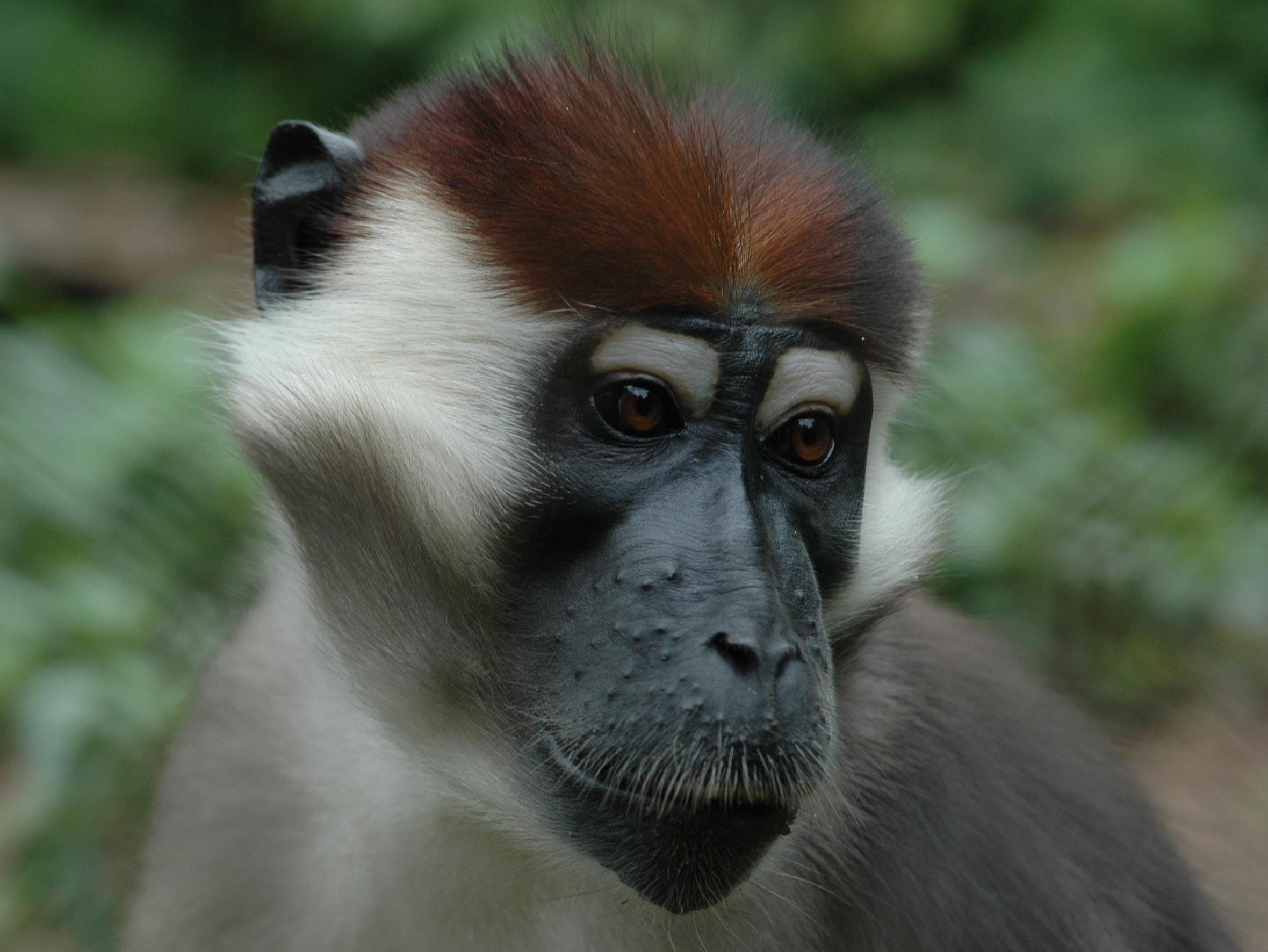 Жизнь на дереве (zhizn-na-dereve) Документальный сериал