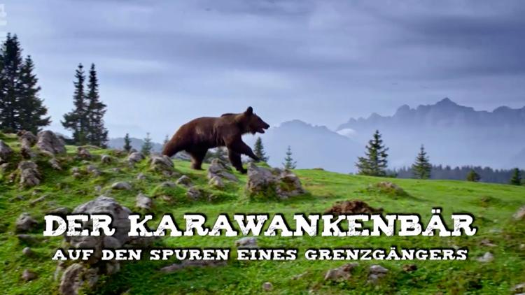 Постер Karawankenbär - Auf den Spuren eines Grenzgängers