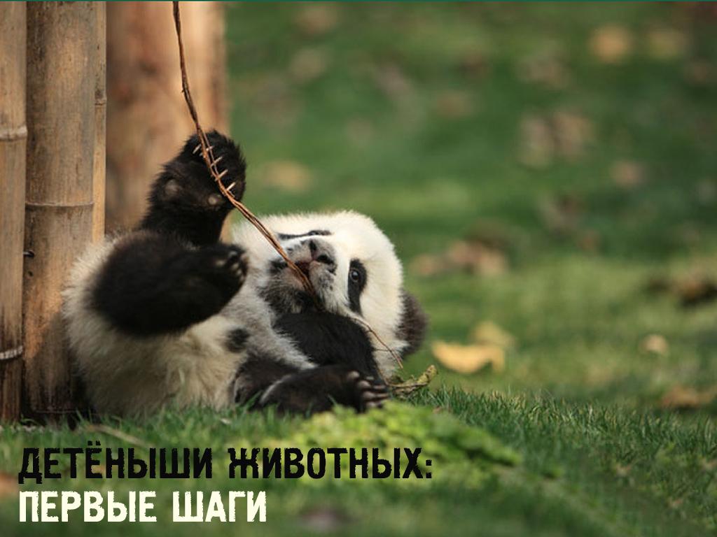 Детёныши животных: первые шаги (detenyshi-zhivotnyh-pervye-shagi) Документальный сериал