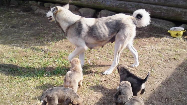 Постер Von Wölfen, Hunden und Menschen