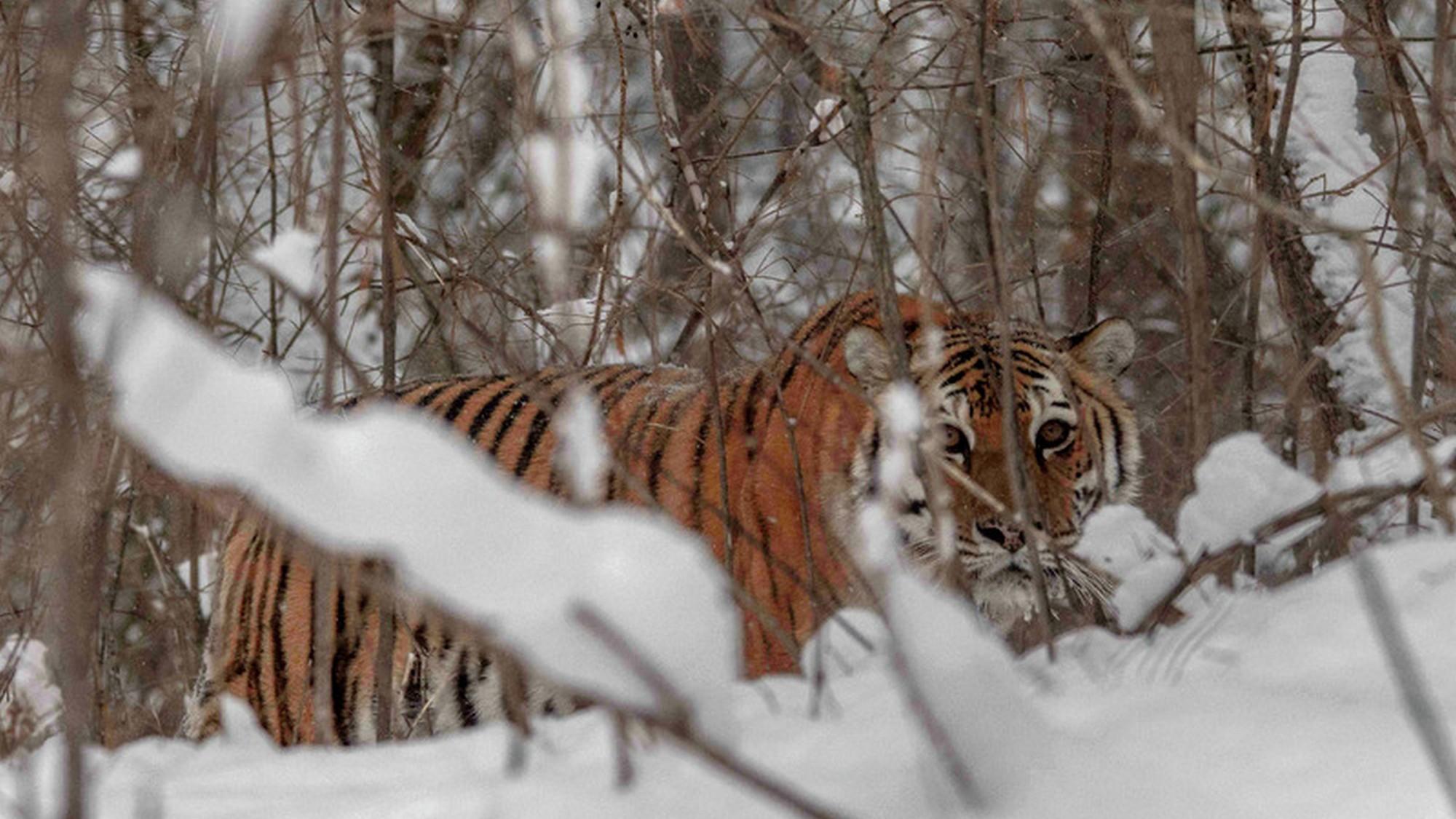 Le grand retour du tigre de Sibérie (le-grand-retour-du-tigre-de-sibrie) Познавательное