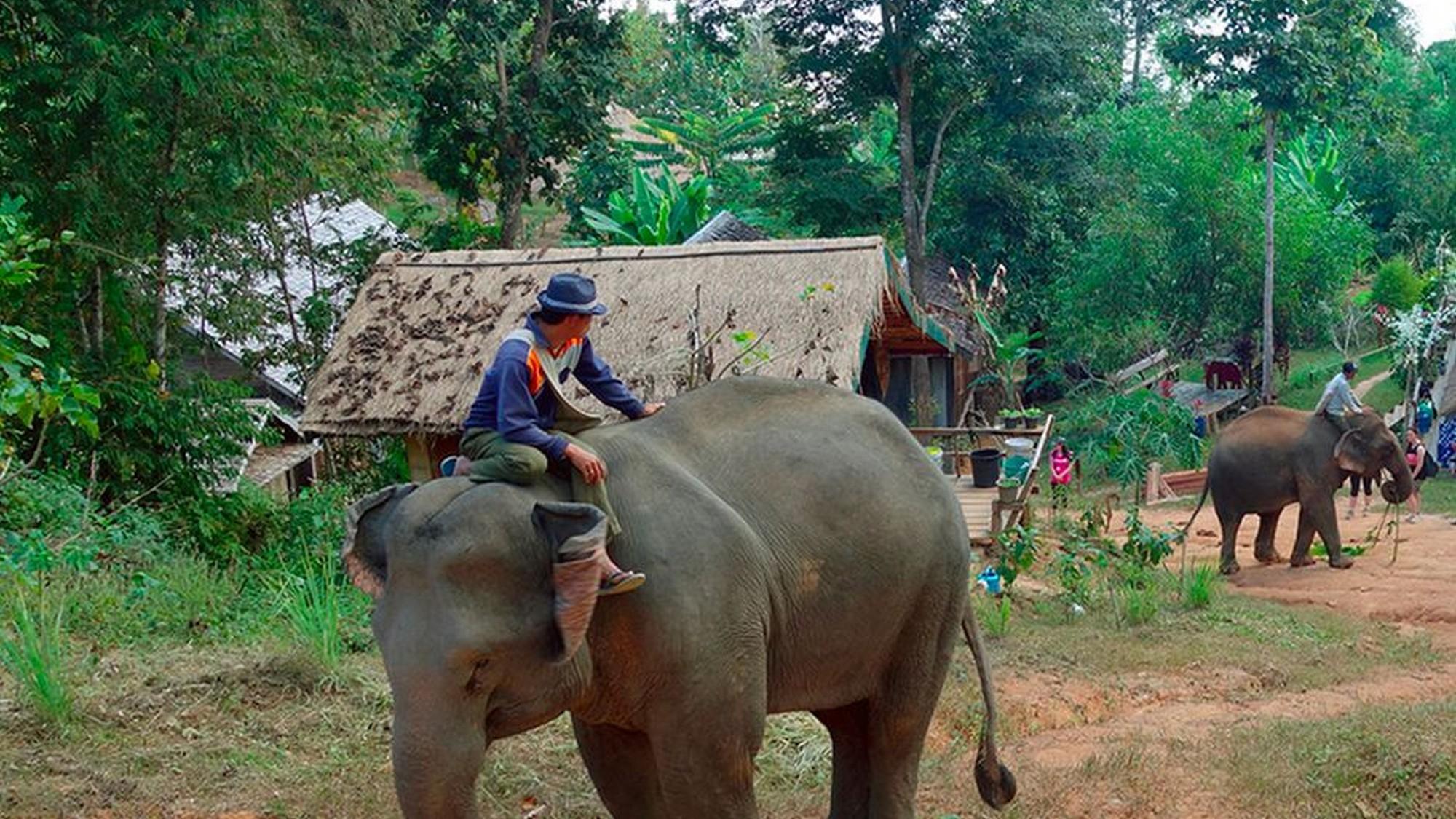Au pays du million d'éléphants (au-pays-du-million-dlphants) Документальный фильм