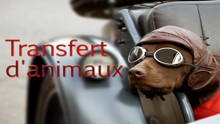 Постер Transfert d'animaux