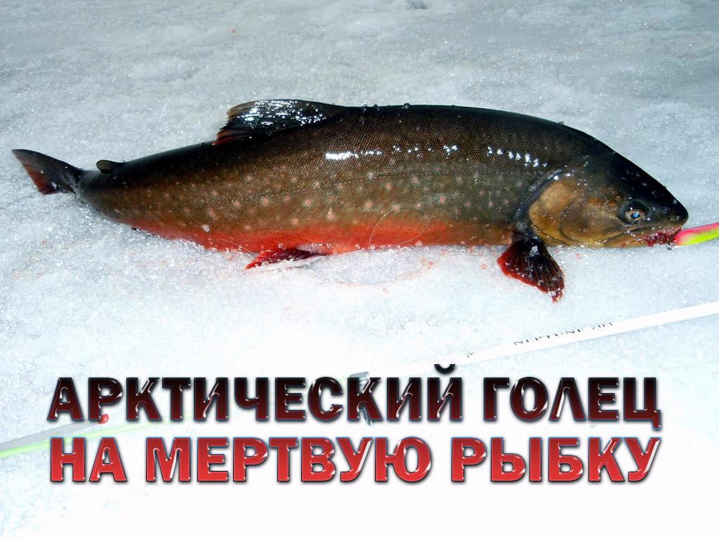 Арктический голец на мертвую рыбку (arkticheskij-golets-na-mertvuju-rybku) Документальный фильм