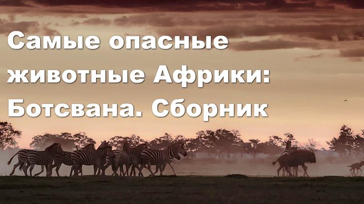 Постер Самые опасные животные Африки: Ботсвана. Сборник