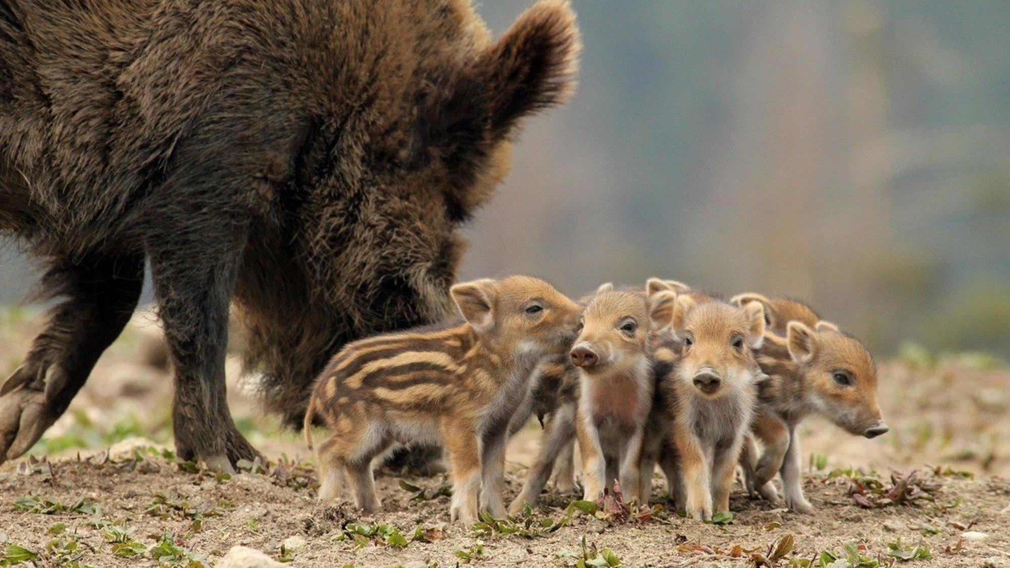 Природные ясли (prirodnye-jasli) Документальный фильм