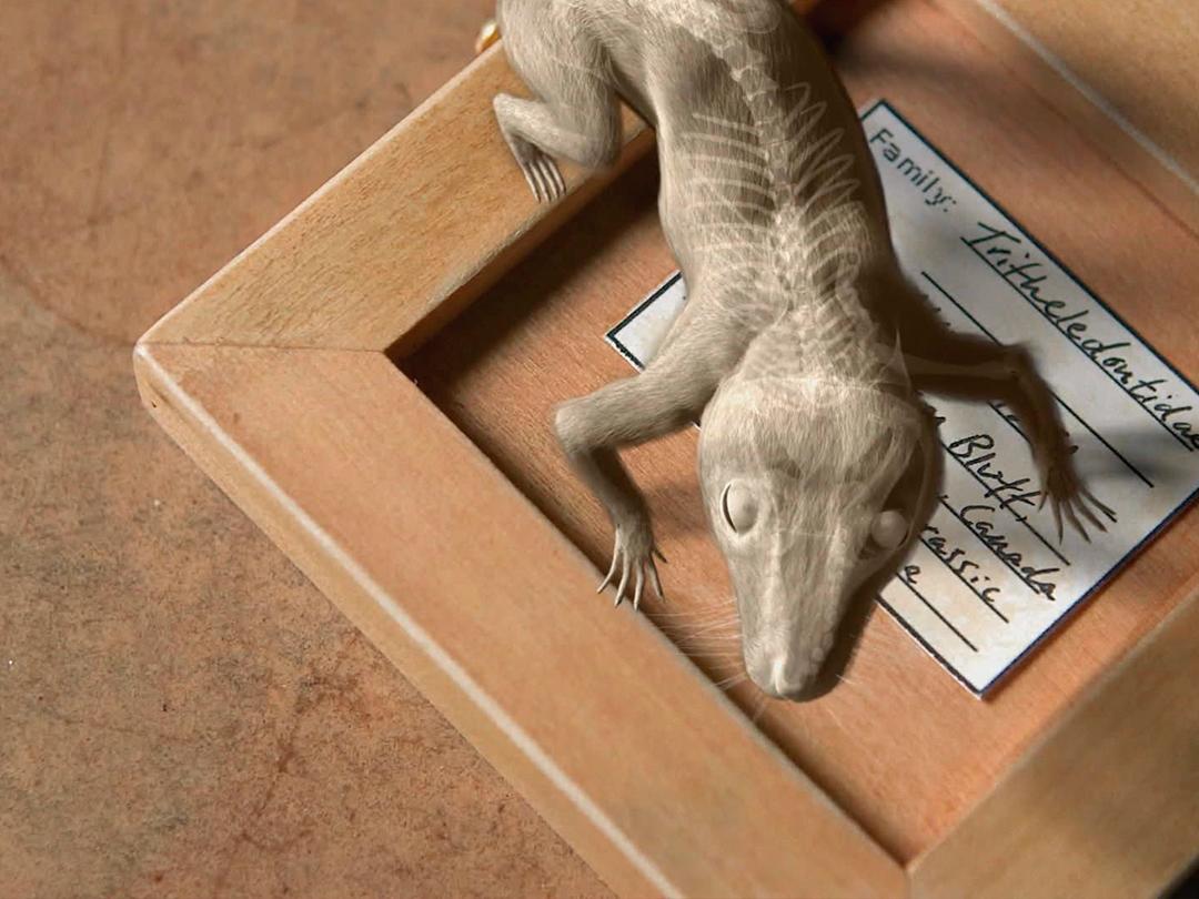 Внутренняя рыба (vnutrennjaja-ryba) Документальный сериал