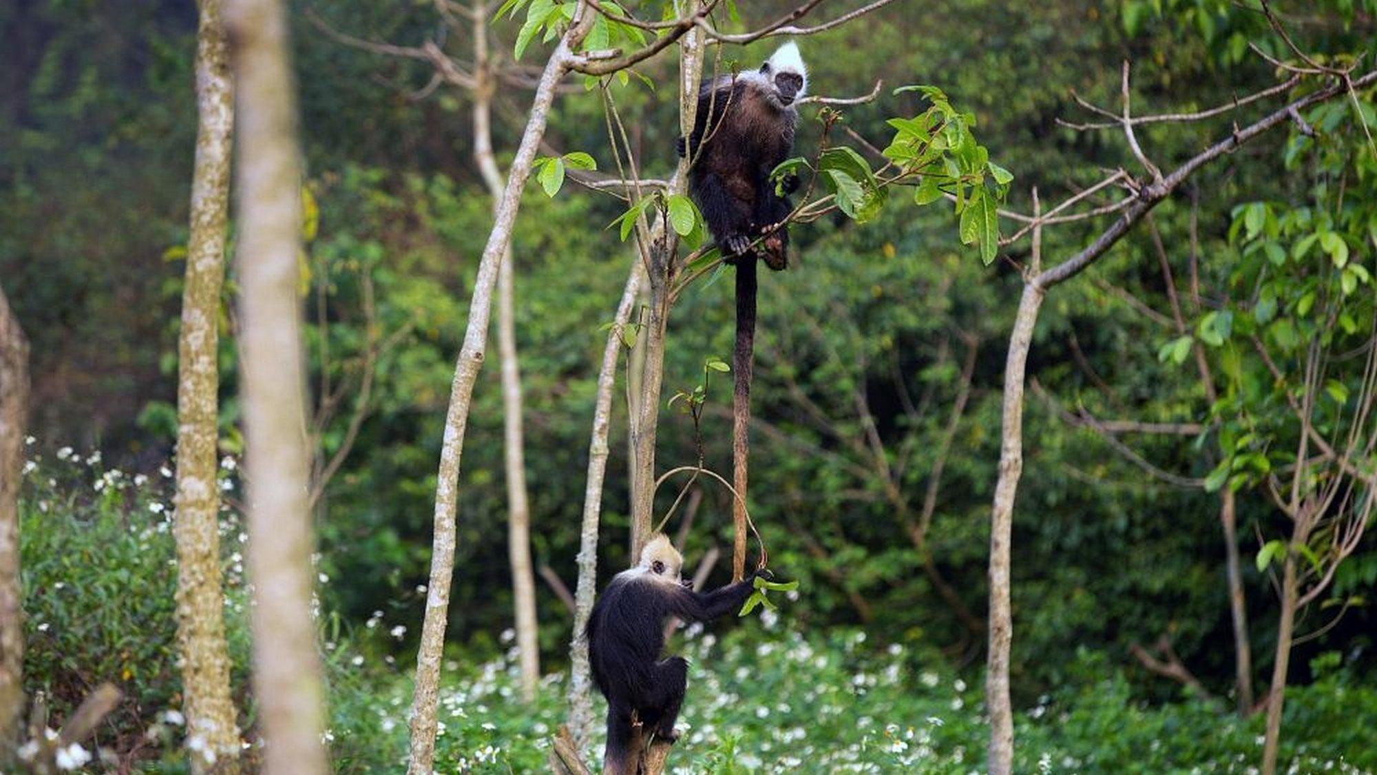 Le royaume secret des singes (le-royaume-secret-des-singes) Познавательное