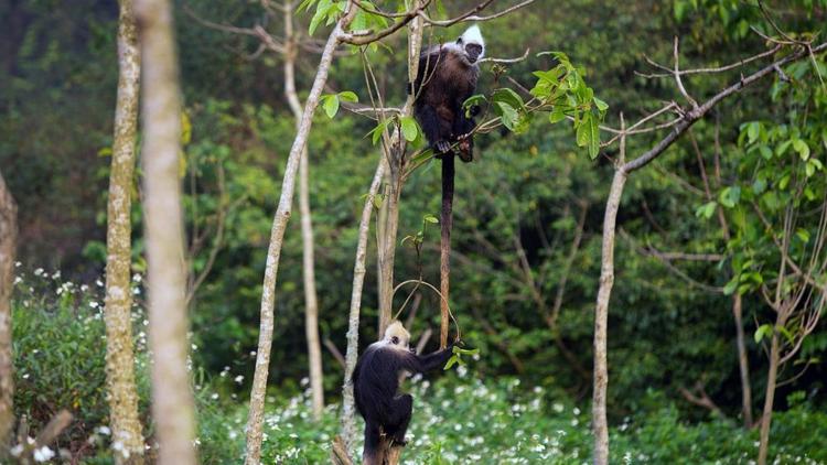 Постер Le royaume secret des singes