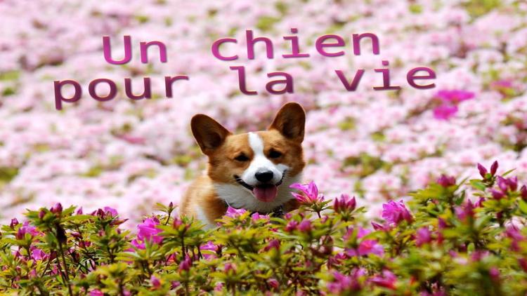 Постер Un chien pour la vie