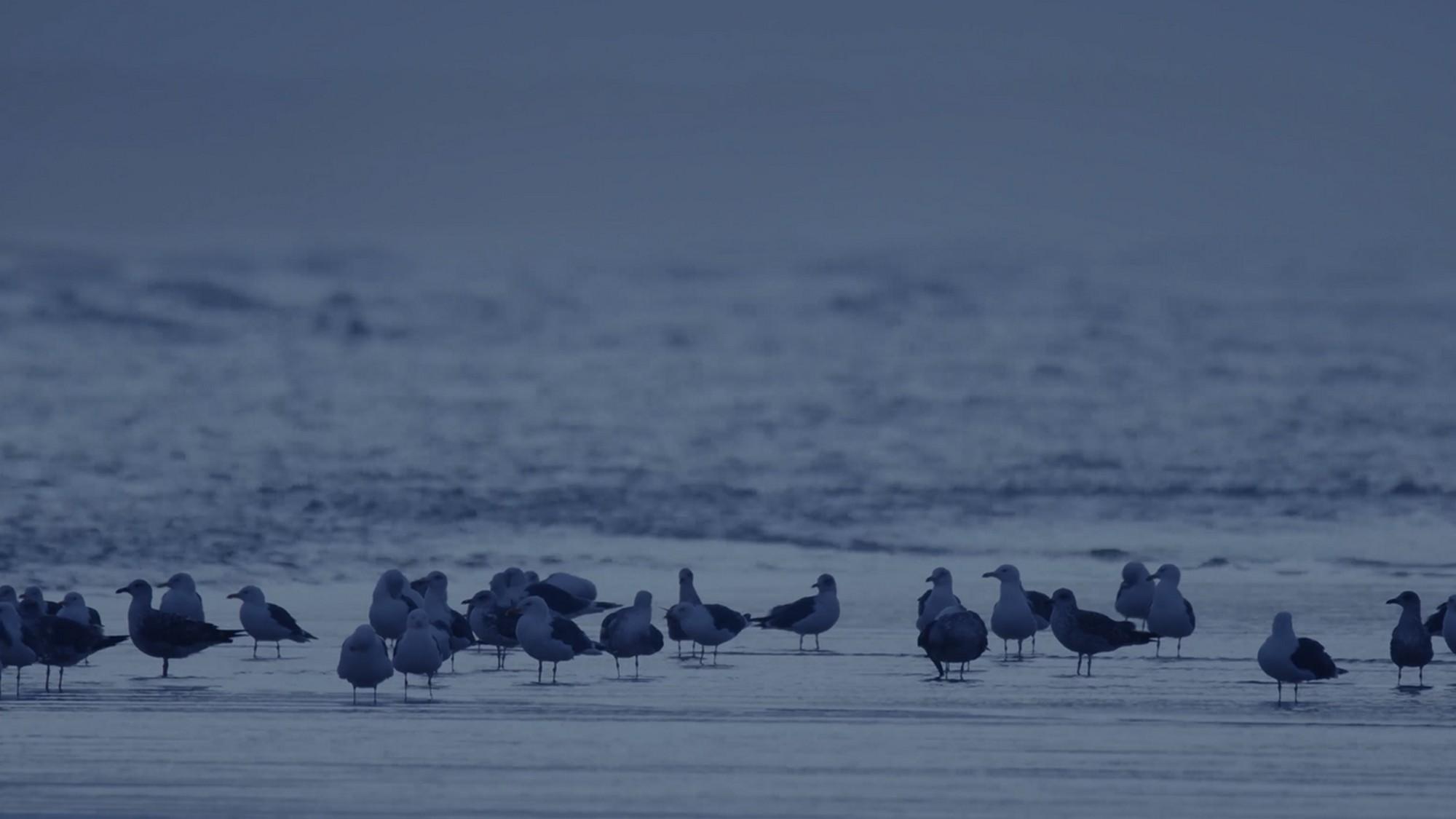 Las aves del frío (las-aves-del-fro) Документальный фильм