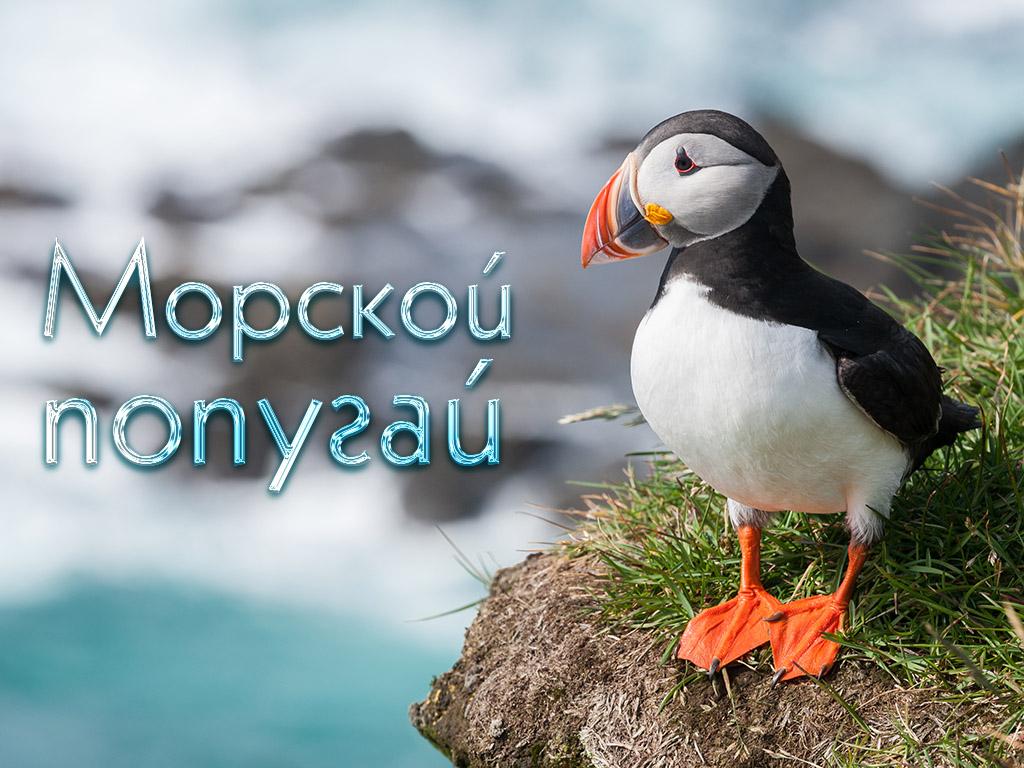 Морской попугай (morskoj-popugaj) Документальный фильм