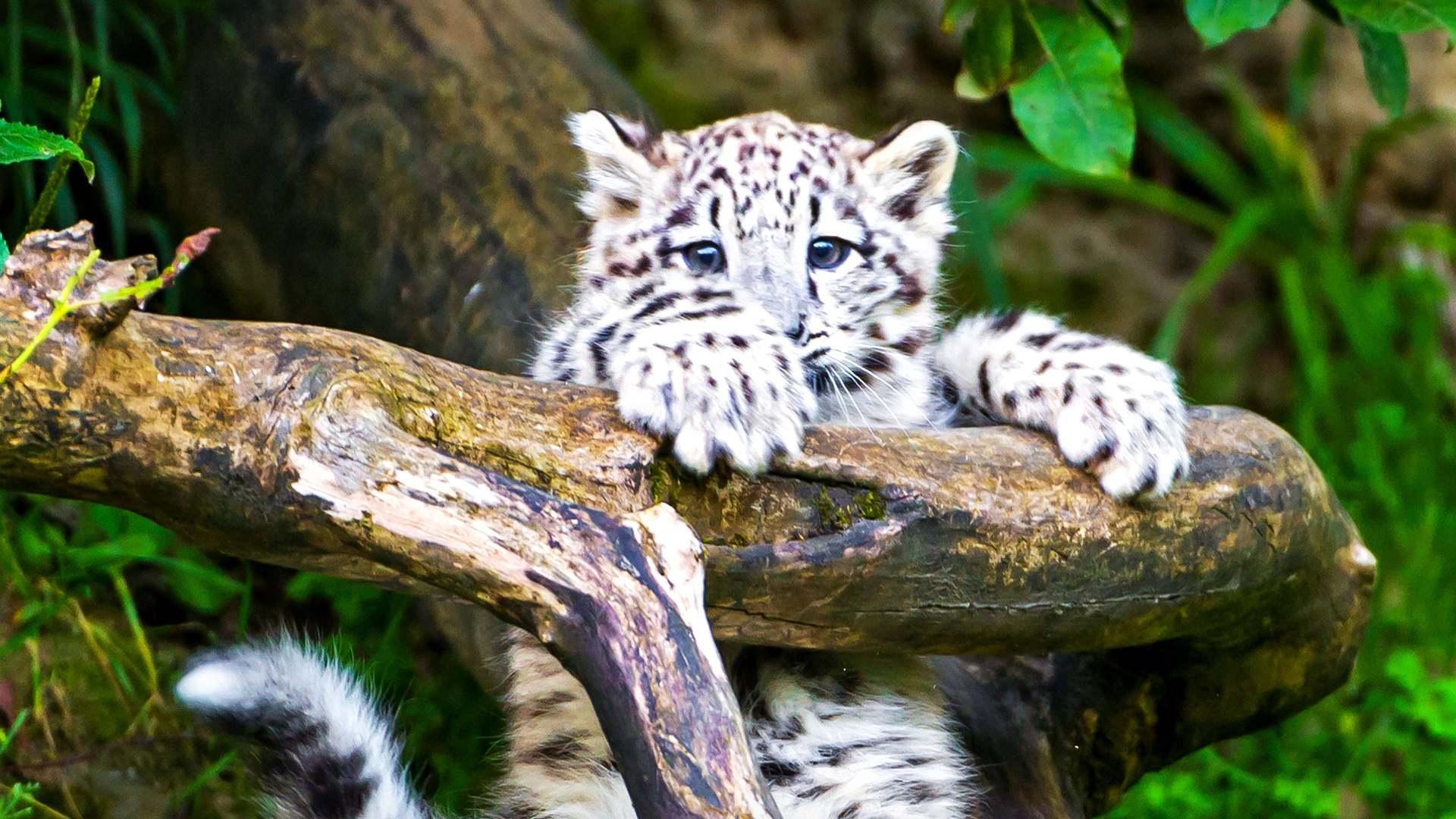 Zoo (zoo) Познавательное