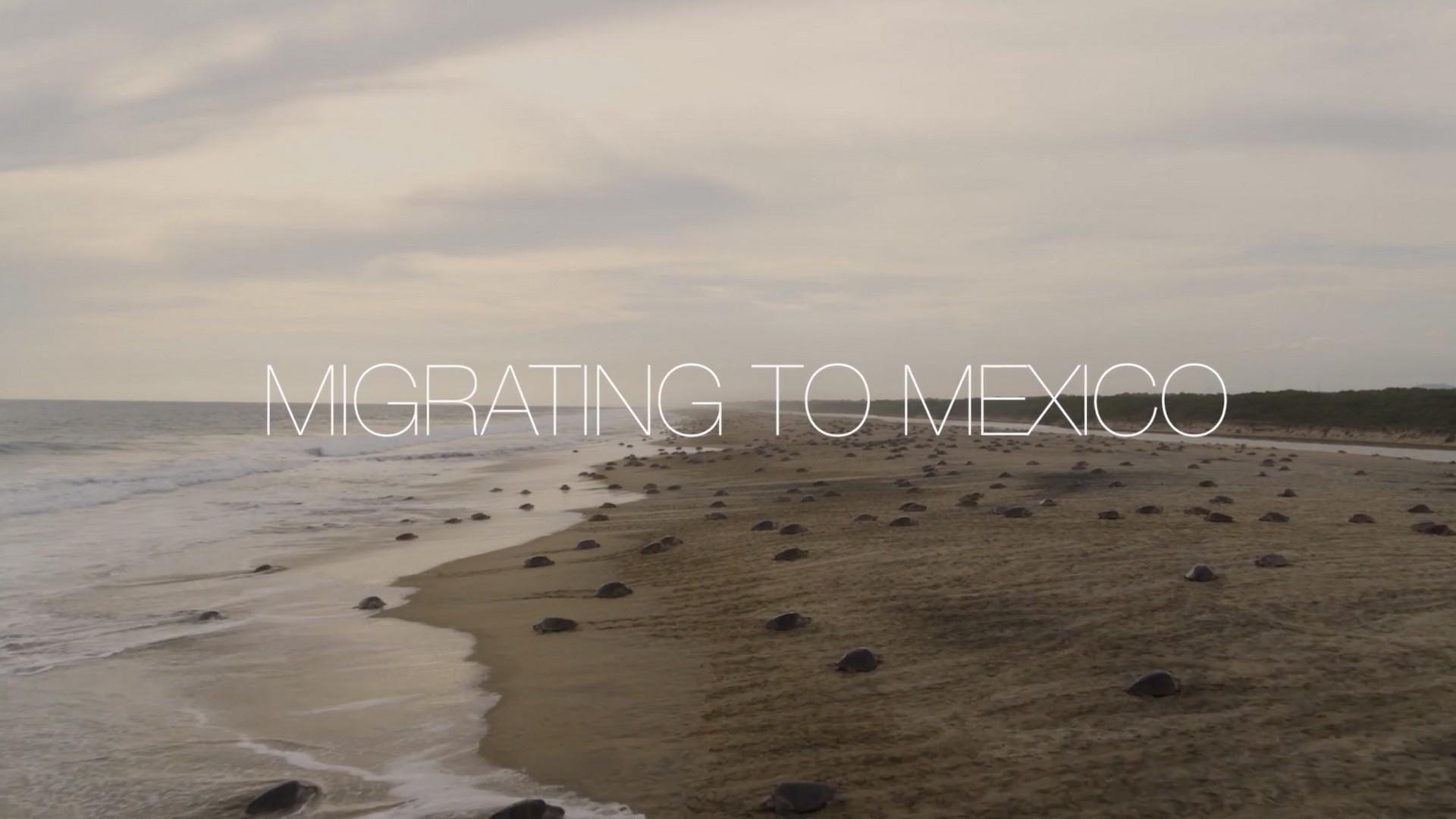 Migrating To Mexico (migrating-to-mexico) Документальный фильм
