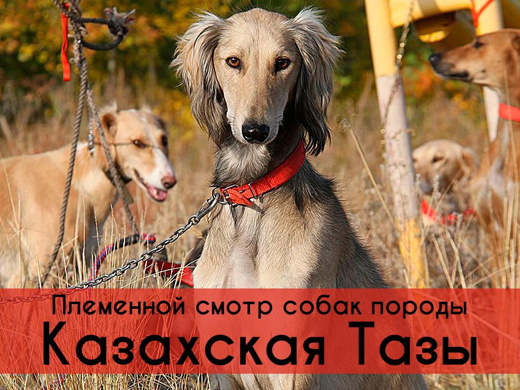 Племенной смотр собак породы Казахская Тазы (plemennoj-smotr-sobak-porody-kazahskaja-tazy) Познавательное