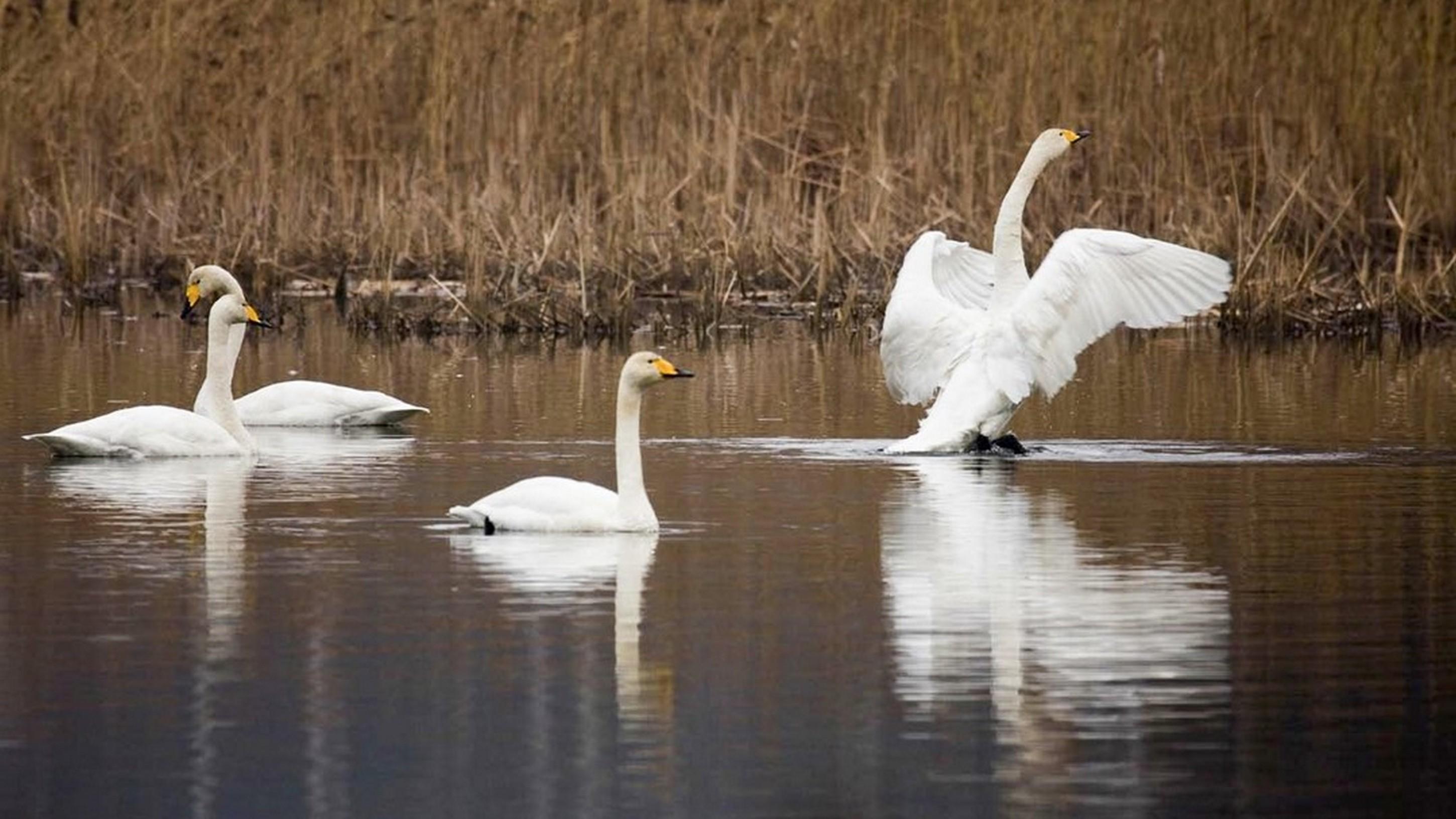 Naslouchání přírodě (naslouchn-prod) Документальный сериал
