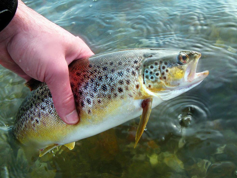 Весёлая форель (veselaja-forel) Досуг, хобби